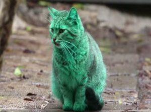 green-cat