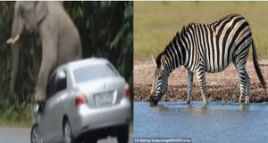 zebri
