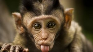 Маймуните не спират да дивят изследователите
