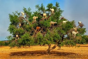 Накацалите по дърветата кози похапват сладко прлодовете на аргановото дърво.