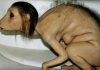 Жената-плъх е една от най-ужасяващите нкулптури на Патриция Пиччини.