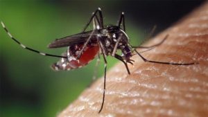Комарите са опасни кръвопийци