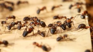 Мравките са едни от най-странните същества на прланетата