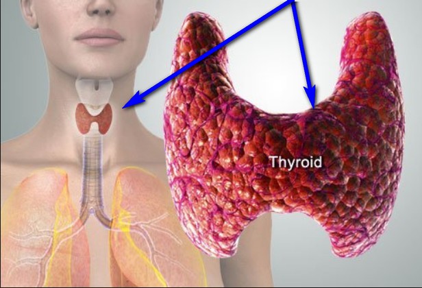 щитовидната жлеза