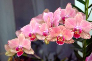орхидеята