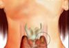 щитовидната жлеза